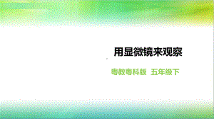 粤教粤科版小学科学五年级下册科学《用显微镜来观察》课件.ppt