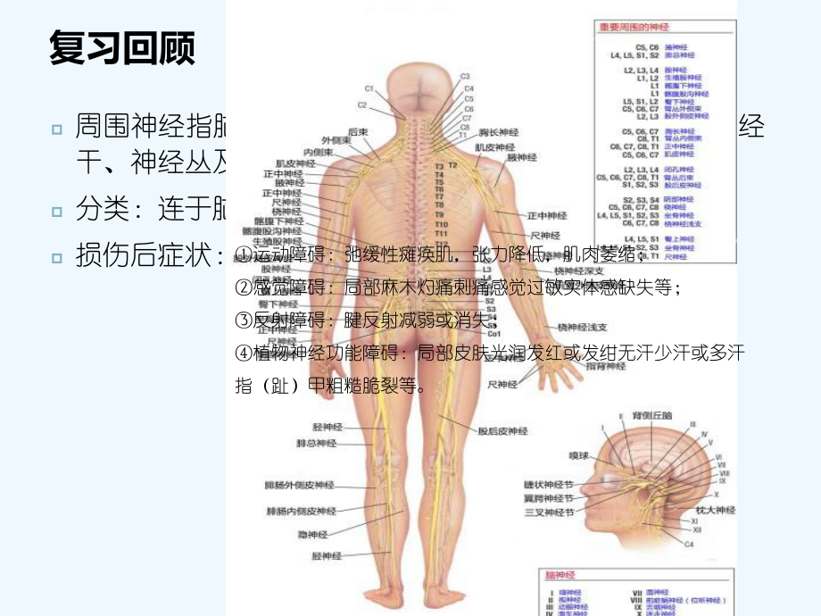 糖尿病性周围神经病[可修改版]课件.ppt_第3页