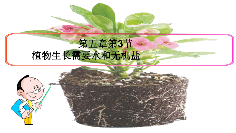 苏教版七年级生物上册53-植物生长需要水和无机盐-课件.pptx_第1页