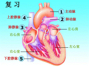 第三节-物质运输的途径课件.ppt