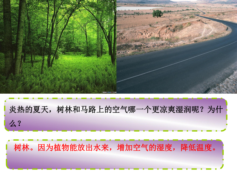 生物北师大版初中一年级上册-54绿色植物的蒸腾作用课件.ppt_第1页