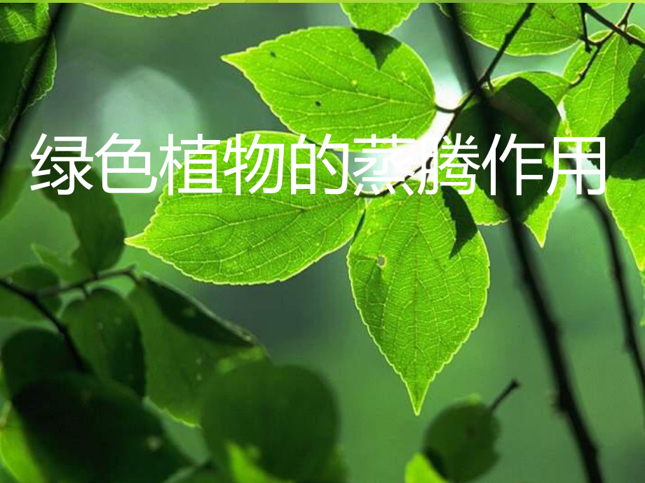 生物北师大版初中一年级上册-54绿色植物的蒸腾作用课件.ppt_第3页