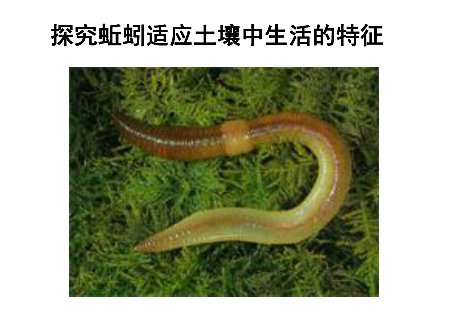 苏科版七年级下册生物土壤里的小动物课件.ppt_第3页