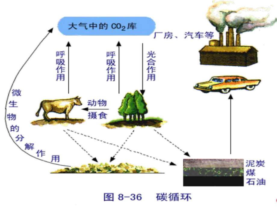 生态系统的物质循环-课件.ppt_第2页