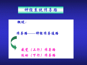 神经传导通路课件.ppt