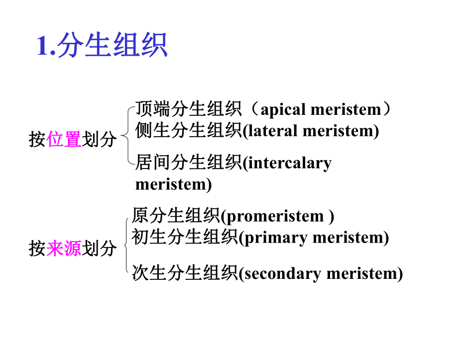 组织及种子幼苗资料课件.ppt_第3页