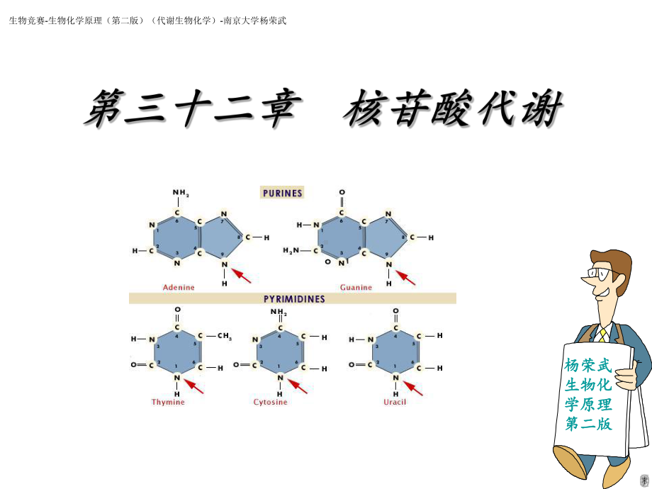 生物竞赛讲义-生物化学-32核苷酸代谢-《生物化学原理(第二版)(代谢生物化学)》-课件.ppt_第2页