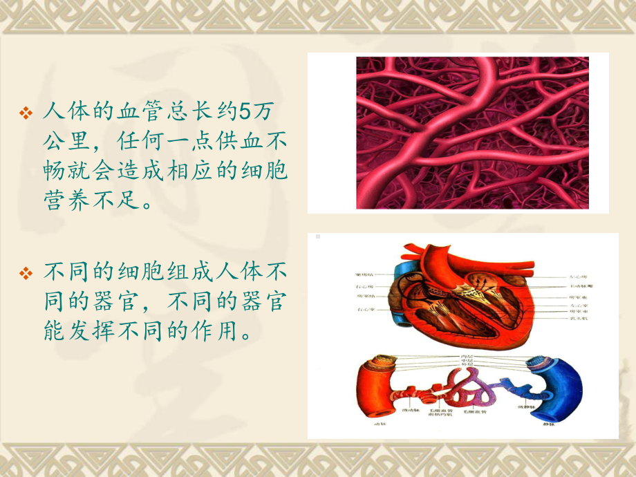 蚕丝竹罐泻血疗法课件.ppt_第3页