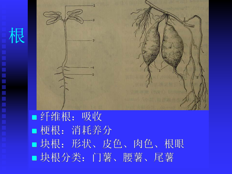 甘薯的生物学特点课件.ppt_第2页