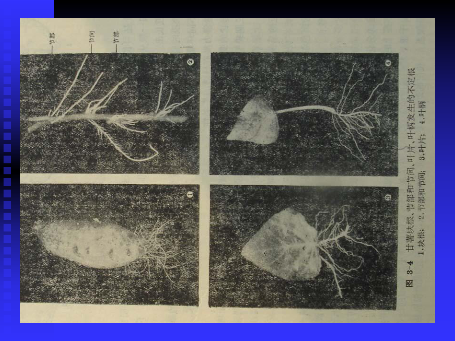 甘薯的生物学特点课件.ppt_第3页