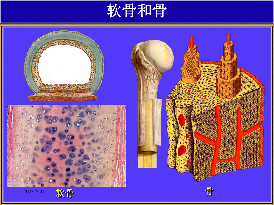 软骨和骨讲义课件.ppt_第2页