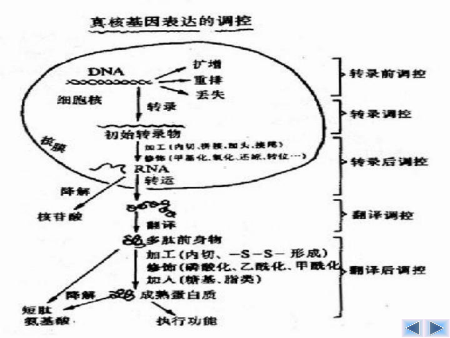 第七章真核基因表达调控课件.pptx_第1页