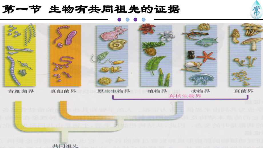 第一节-生物有共同祖先的证据(上课用)课件.pptx_第2页