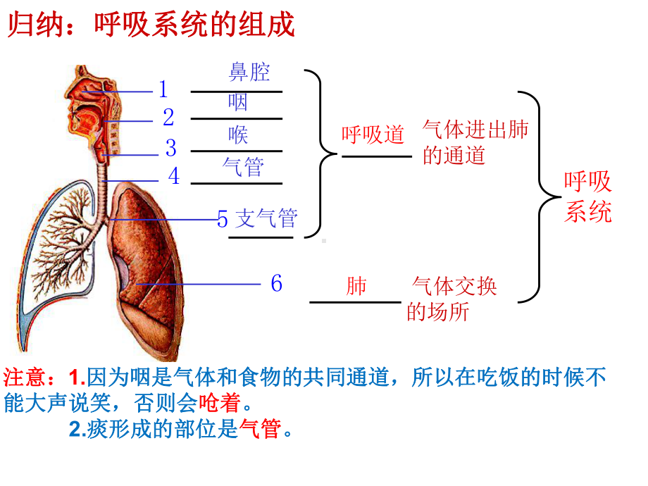 第一节人体与外界的气体交换课件.ppt_第3页