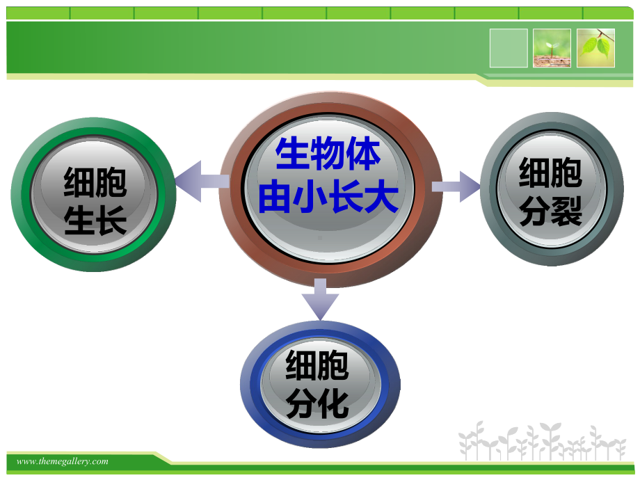 第一节细胞通过分裂产生新细胞课件.ppt_第1页