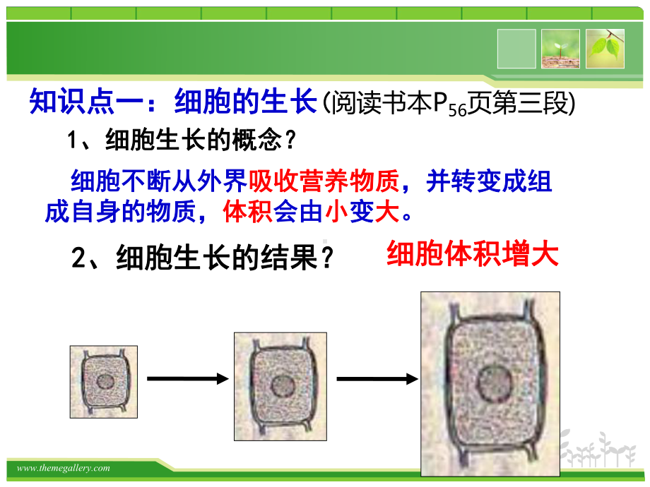 第一节细胞通过分裂产生新细胞课件.ppt_第3页