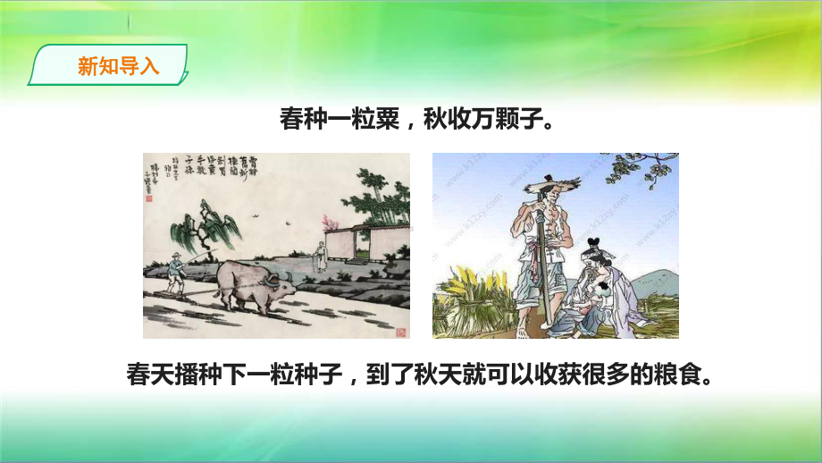 苏教版小学新版科学三年级下11《种子发芽了》课件.ppt_第2页