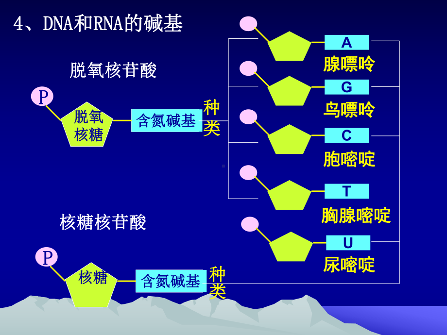 遗传信息的携带者-核酸课件.ppt_第2页