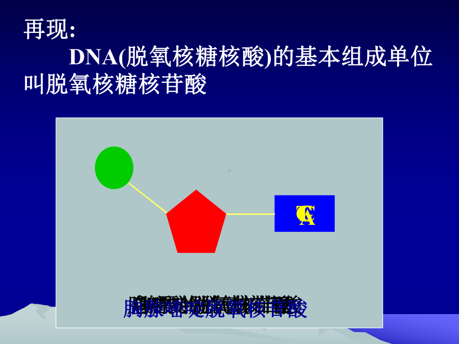 遗传信息的携带者-核酸课件.ppt_第3页