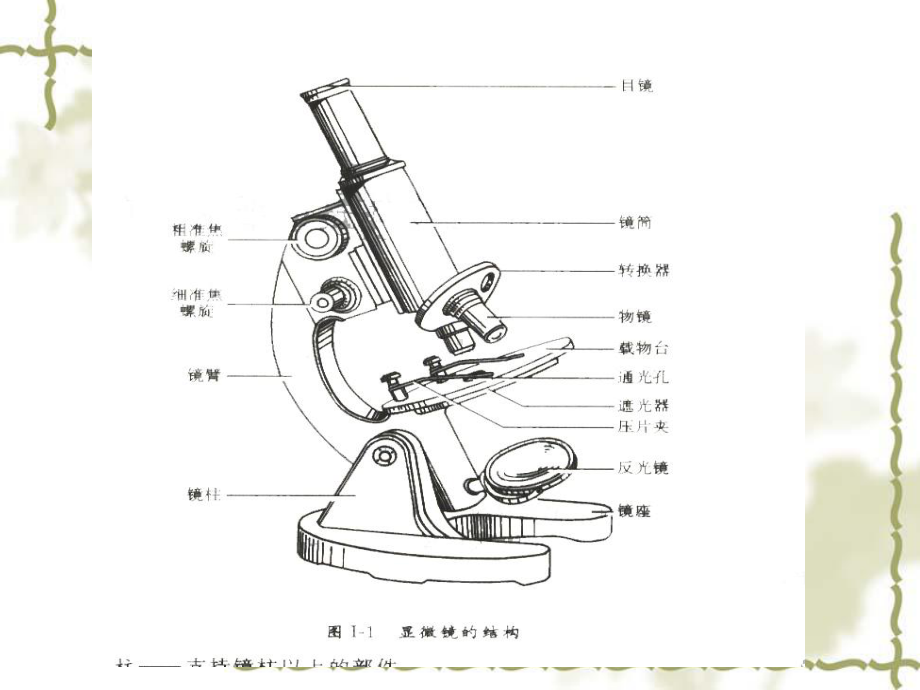 生物必修一课件.ppt_第2页