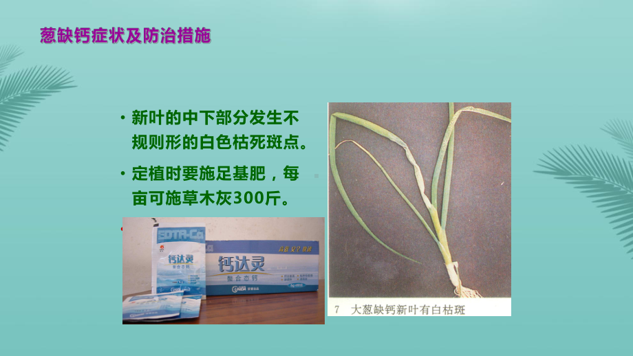 葱蒜病虫害的发生与防治推荐精选课件.pptx_第2页