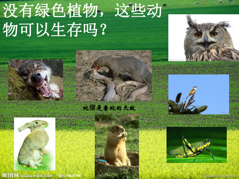 第四章绿色植物是生物圈中有机物的制造者课件讲义.ppt_第3页