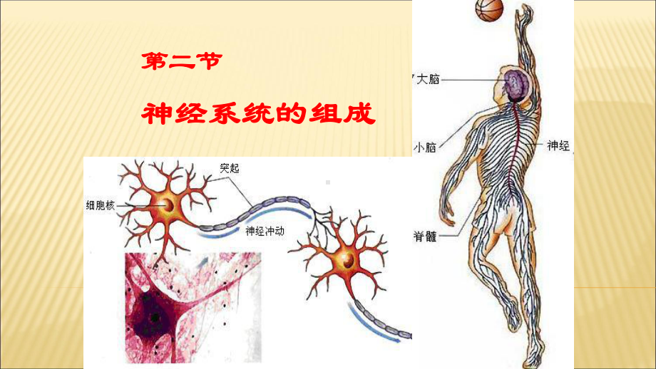 神经系统的组成-初中生物优秀教学课件.pptx_第3页