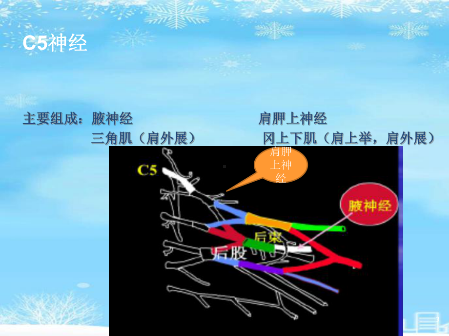 磁共振臂丛神经解剖及成像技术2021完整版课件.pptx_第3页