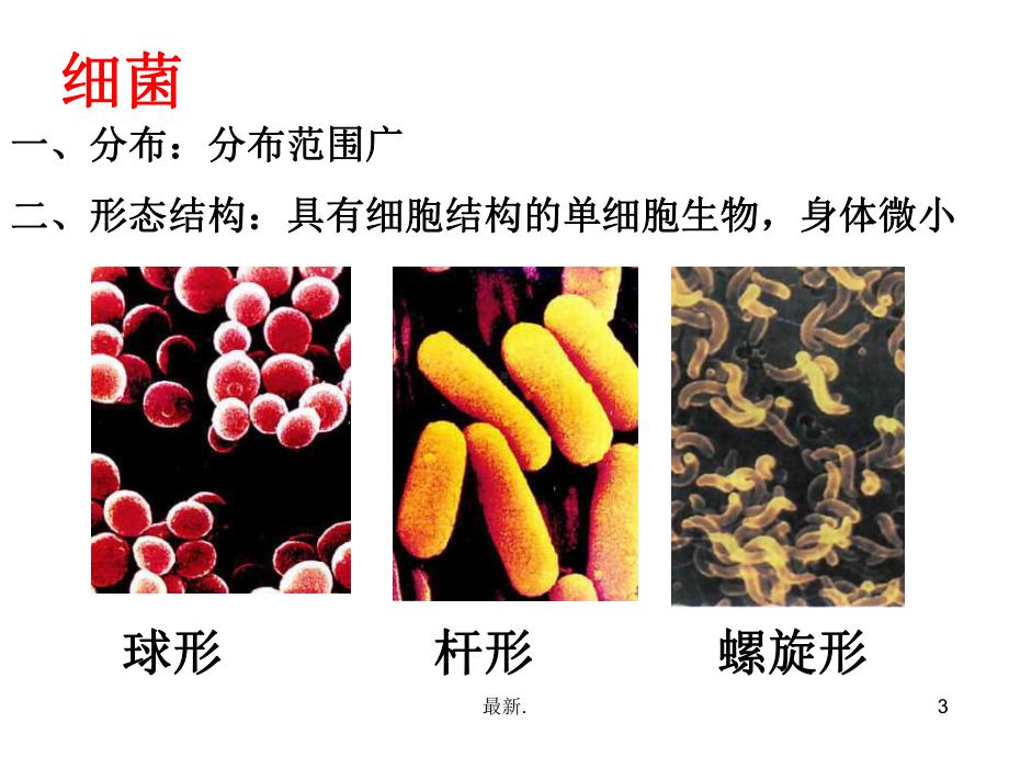 细菌、真菌和病毒的异同完整版课件.ppt_第3页