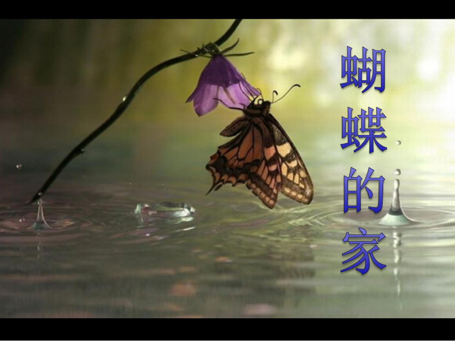 蝴蝶的家(省一等奖)课件.ppt_第1页