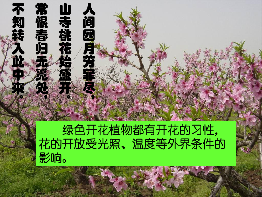 第三节《开花和结果》课件.ppt_第2页