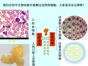 细胞的多样性和统一性公开课课件.ppt