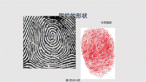 科学活动有趣的指纹课件.pptx