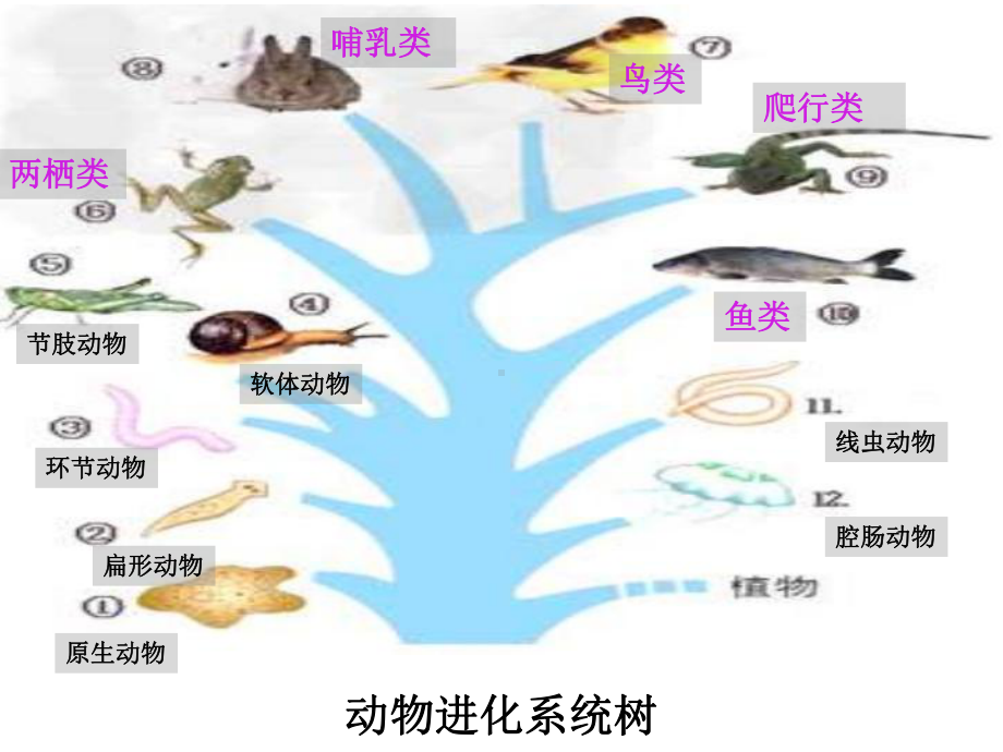 第22章-第4节-动物的主要类群课件(第2课时).ppt_第2页