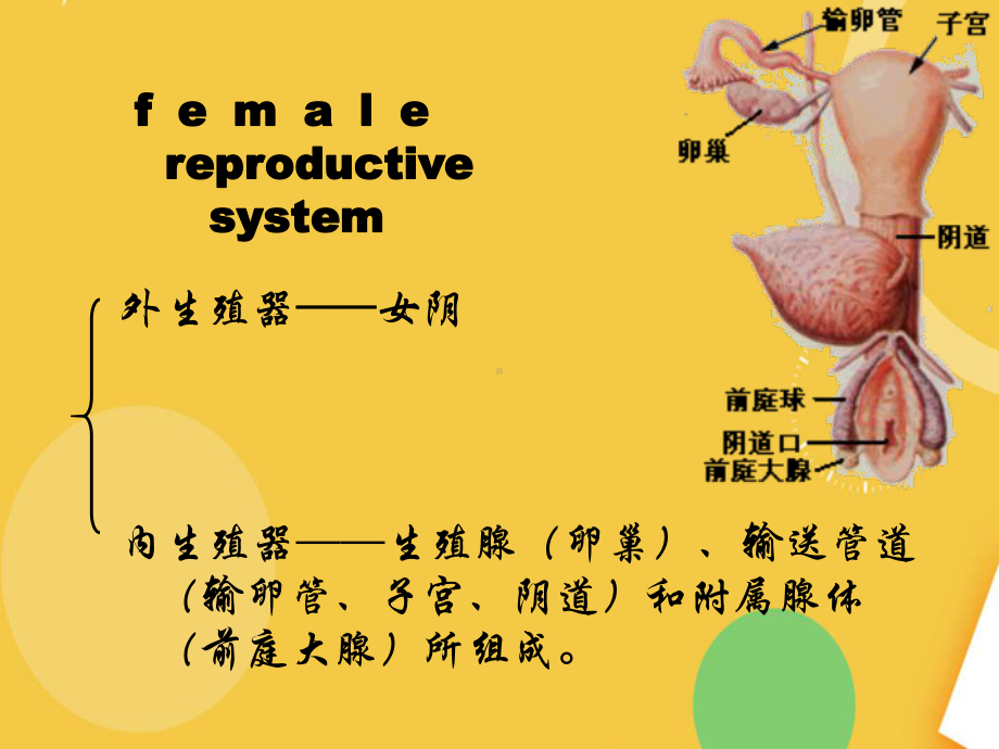 解剖学之女性生殖系统资料课件.ppt_第2页