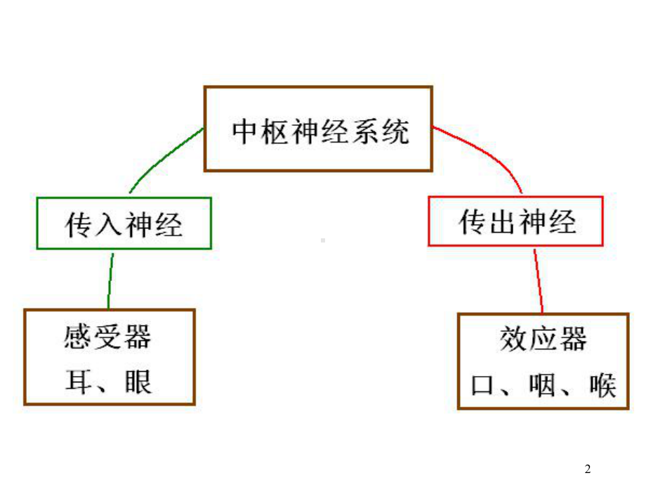 语言的生物基础-13-中枢神经系统-端脑课件4.ppt_第2页