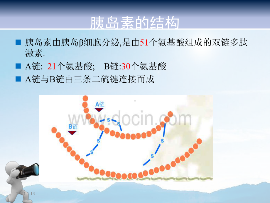 胰岛素分类及作用特点课件.ppt_第3页