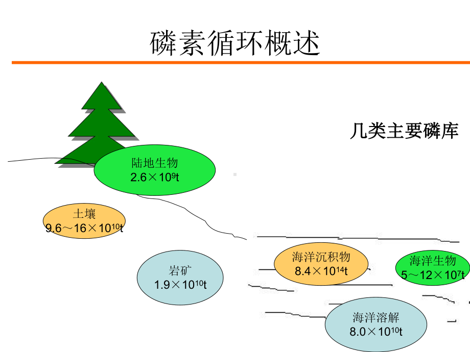 第六章-微生物与生物地球化学循环之磷循环剖析课件.ppt_第3页