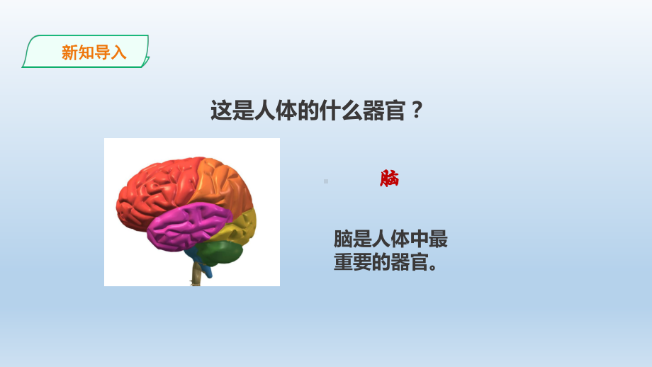 粤教版六年级科学上册315《大脑的作用》课件.ppt_第2页