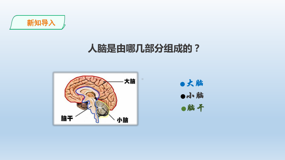 粤教版六年级科学上册315《大脑的作用》课件.ppt_第3页