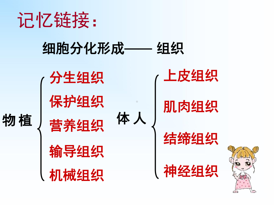 第二节多细胞生物体的组成课件.ppt_第2页