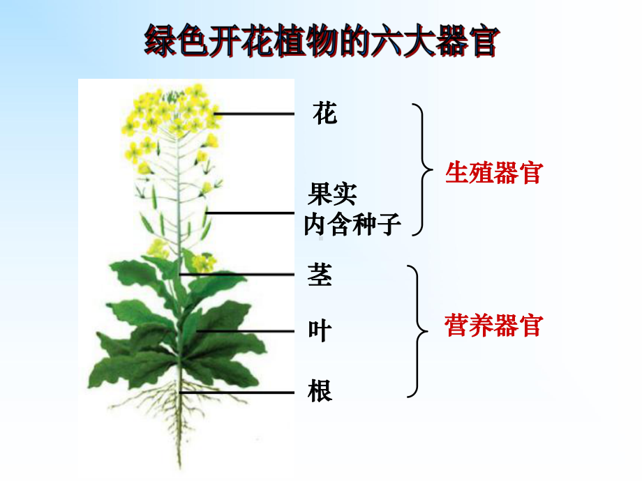 第二节多细胞生物体的组成课件.ppt_第3页