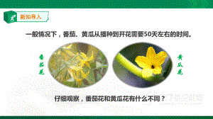 苏教版三年级下册科学：13《植物开花了》-课件.ppt