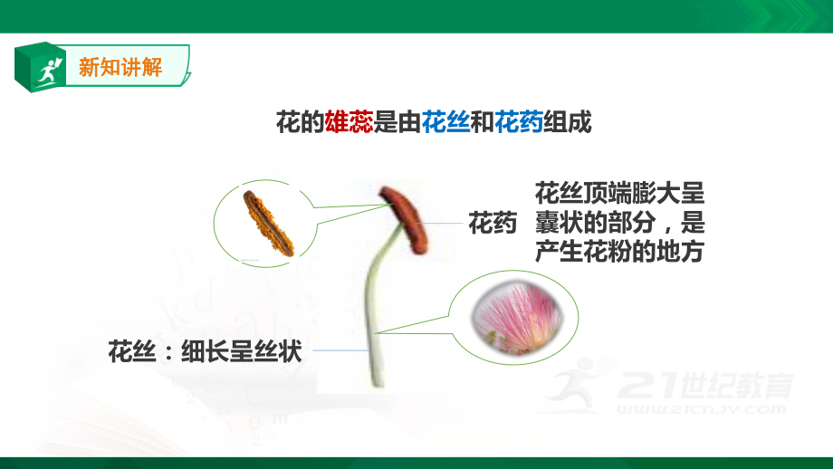 苏教版三年级下册科学：13《植物开花了》-课件.ppt_第2页