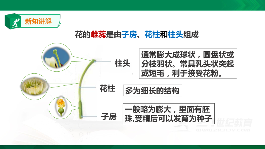 苏教版三年级下册科学：13《植物开花了》-课件.ppt_第3页