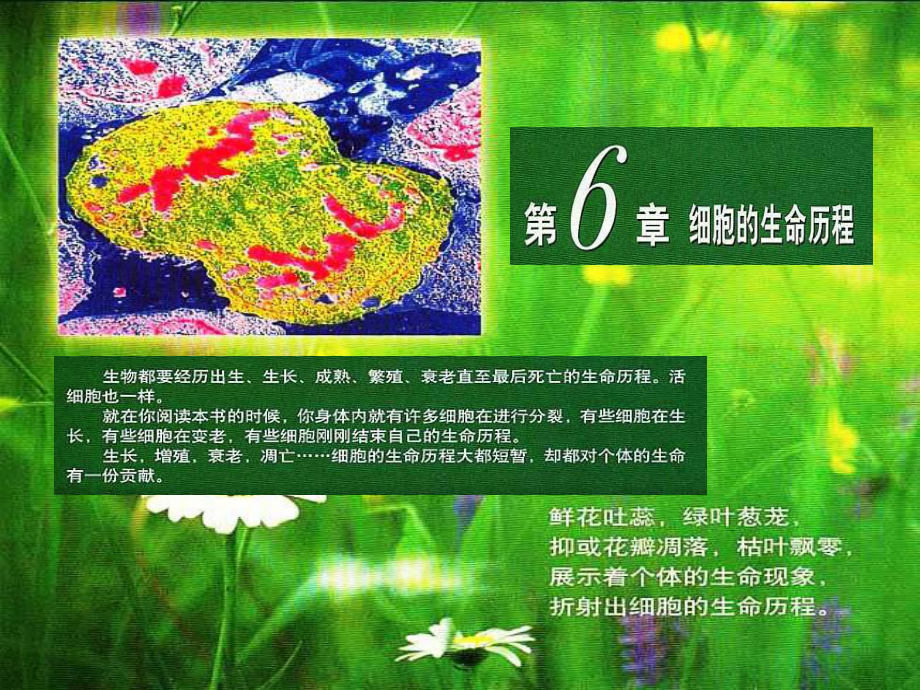 第一节细胞的增殖课件.ppt_第1页