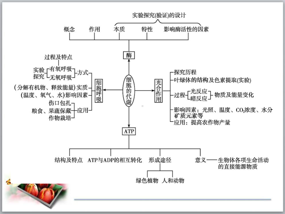 第一节细胞的增殖课件.ppt_第2页