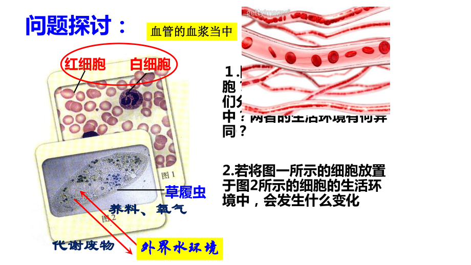 生物选择性必修一11细胞生活的环境课件.ppt_第2页