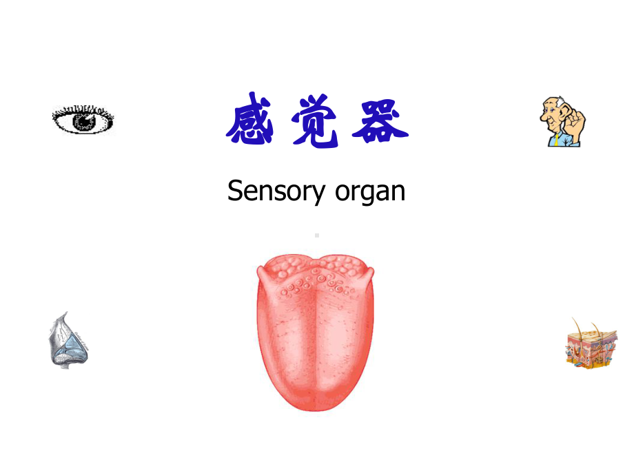 系统解剖学课件：感觉器sensory-organ.ppt_第1页