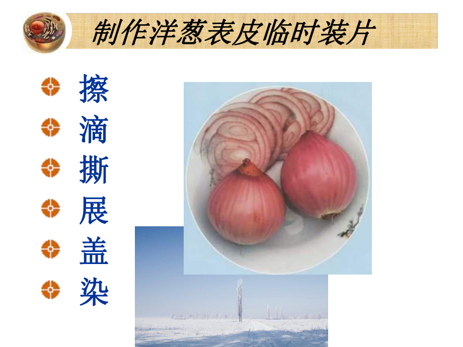 观察细胞的结构课件.ppt_第2页